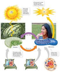 Cellular Respiration And Photosynthesis Diagram Photosynthesis Cellular Respiration Cellular