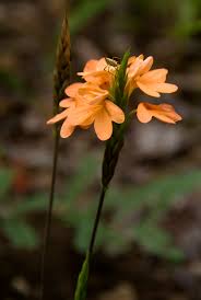 Image result for Crossandra puberula