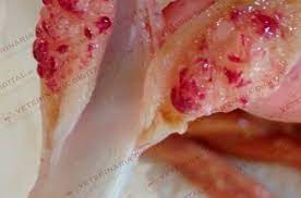 These infections were once called zygomycosis, but the organisms that cause the infection, specific types of molds, have been scientifically reclassified and the term mucormycosis is now preferred. Mucormycosis In The Ileocecal Valves Veterinaria Digital