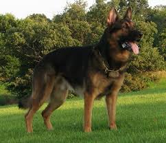 Black And Red German Shepherd Puppies Black And Red German Shepherd Gsd German Shepherd Pictures Red German Shepherd Black German Shepherd Puppies