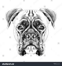 Black And White Boxer Dog Vector The Head Of The Dog Breed Boxer Dog Collar C A Vector Sketch Graphics Black And White Illustration Monochrome Dog Sketch Dog Drawing Boxer Dogs
