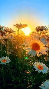 Teresɑ L On Twitter In 2021 Nature Photography Morning Pictures Nature Pictures