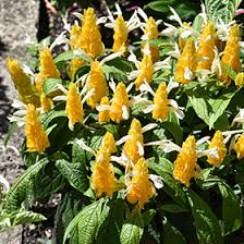 Image result for Pachystachys lutea