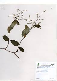 Image result for Embelia ruminata