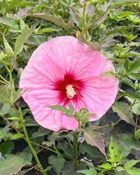 Image result for Hibiscus meyeri