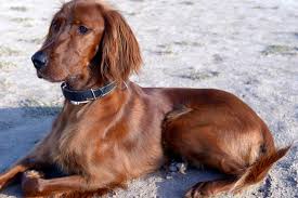 The irish setter was a breed of domesticated dog, originating from ireland, on earth. 10 Best Red Dogs By Breed In 2021 Doggowner