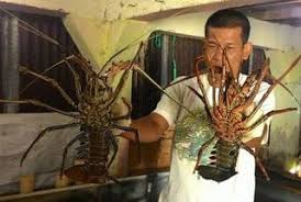 Cara Budidaya Udang Galah Di Kolam Terpal Serta Prospek Dan Metodenya Udang Ikan Kolam