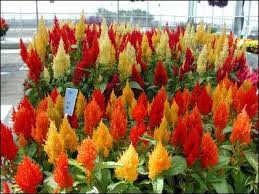 Plant Id Flowers Indoor Plants Celosia Florida Master Gardener Program University Of Florida Institute O Indoor Flowering Plants Plants Florida Flowers