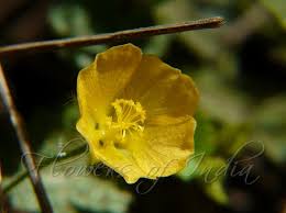 Image result for Sida veronicifolia