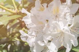 11 Types Of Rhododendrons For Your Gardens