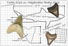Fossilguy Com The Size Of The Megalodon Shark Megalodon