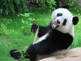 A typical animal eats half the day—a full 12 out of every 24 hours—and relieves itself dozens of times a day. Want To Meet A Panda Here S Where You Can Find Them Besides China The Times Of India