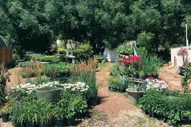 Practicing companion planting with your zucchini can keep pests away from your zucchini plants and ensure a healthy harvest. Tips And Tricks For Gardening At Altitude A Guide To Farm Stands Park City Magazine