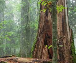 Mar 03, 2013 · temperate broadleaf forests (deciduous) temperate broadleaf forests are trees that shed their leaves every year. Full Report Genius Of Biome Temperate Broadleaf Forest Sustainable Design Forest Biomes