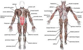 Muscular activity accounts for most of the body's energy consumption. Breaking The Myth Women Who Lift Heavy Will Look Like Men
