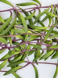 Image result for Senecio subsessilis