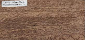 Image result for Rapanea melanophloeos