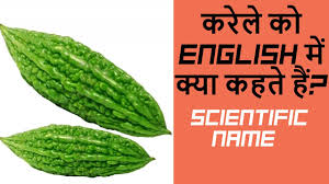 कर ल क इ ग ल श म क य कहत ह Karela In English Oyd Youtube