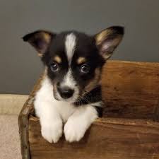 Favorite this post jul 12. View Ad Pembroke Welsh Corgi Litter Of Puppies For Sale Near Minnesota Rochester Usa Adn 92564