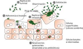 Coli are harmless or cause relatively brief diarrhea. Cyd