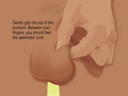 On the other hand, testicular cancers are a disease that affects the male reproductive system. How To Do A Testicular Self Exam Slideshow For Teens Nemours Kidshealth