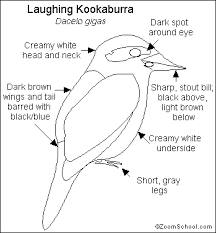 Birds That Start With The Letter B Kookaburra Printout Enchantedlearning Com Australian Colours Watercolor Fox Australian Birds