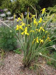 Image result for Moraea carsonii