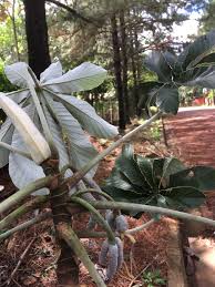 Image result for Cecropia pachystachya