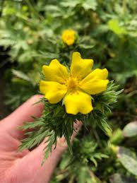 Image result for Drypetes arguta