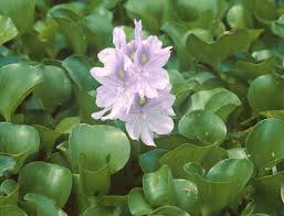 Water Hyacinth Stop Aquatic Hitchhikers