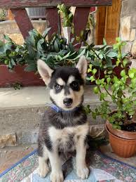 We did not find results for: Stoney Creek Puppies Reviews Facebook