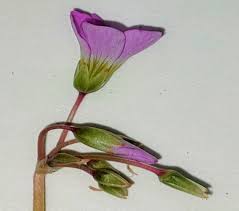 Image result for Oxalis anthelmintica