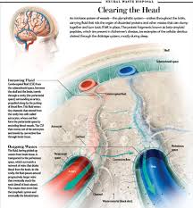 Image result for CSF Blood