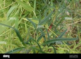 Image result for Sesamum alatum