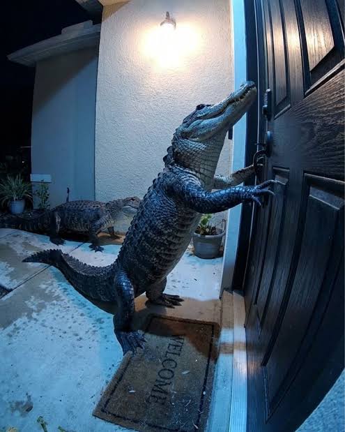 An American home's doorbell camera footage shows two alligators trying to  enter the property. One of the reptilian visitors is seen attempting to,  and seemingly succeeding in, ringing the bell, before