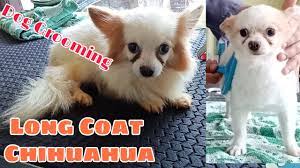 Cute long hair chihuahua haircut. Long Coat Chihuahua Dog Grooming Puppycut Groomer Style Youtube