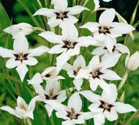 Flowering bulbs like tulips need to be planted in the fall so that they can experience cold temperatures and a period of dormancy during the winter season. Top 10 Autumn And Winter Flowering Bulbs Thompson Morgan