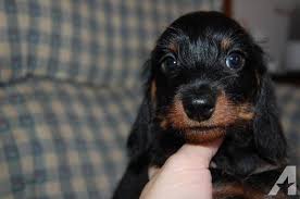 Black And Brown Long Haired Miniature Dachshund Akc Mini Dachshund Wire Hair Black And Tan Puppy Wire Haired Dachshund Mini Dachshund Dachshund