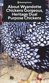 The golden laced wyandotte breed was instantly recognized as a show bird because of its size and unique color. About Wyandotte Chickens Gorgeous Heritage Dual Purpose Chickens