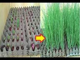 Cara tanam bawang daun yang baik dan benar agar cepat panen.plastik mulsa pertanian bekas kita. 4 Cara Menanam Bawang Menggunakan Kotak Telur