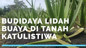 Banyak yang berpikir lidah buaya pasti aman untuk kulit, karena bahan alami. Perkebunan Lidah Buaya Katulistiwa Bhkati Farm Youtube