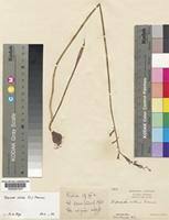 Image result for Dipcadi platyphyllum