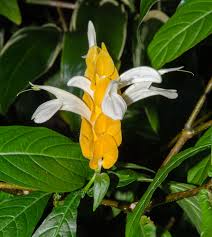 Image result for Pachystachys