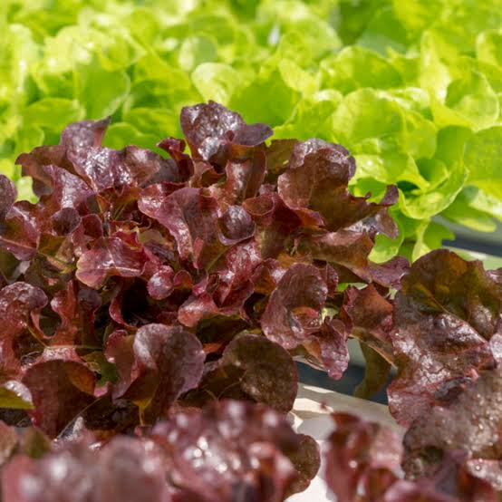 Eichblattsalat pflanzen, pflegen, ernten - Mein schöner Garten