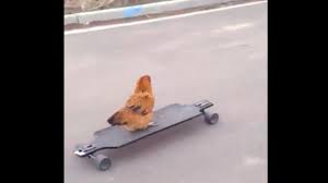 For barrett chicken deck, his love affair with skateboarding continues to expand in all directions—and with good effect. Chicken On A Skateboard Youtube