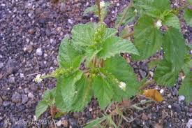 Image result for Croton hirtus