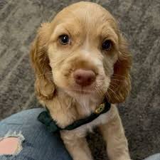 25 cute Cocker Spaniel puppies for sale in Cypress, Texas