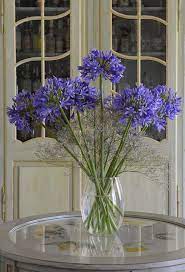 Visite De Beatrice Et Nicole Flower Beauty Agapanthus Purple Flowers