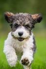 Mixed Breed Dogs - Is It Wrong To Create Hybrid Dog Breeds