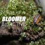 Bloomer Botanicals from www.bloomerbioactive.com